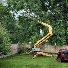 Best Tree Cabling and Bracing  in Jonesboro, AR