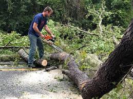 Best Fruit Tree Pruning  in Jonesboro, AR