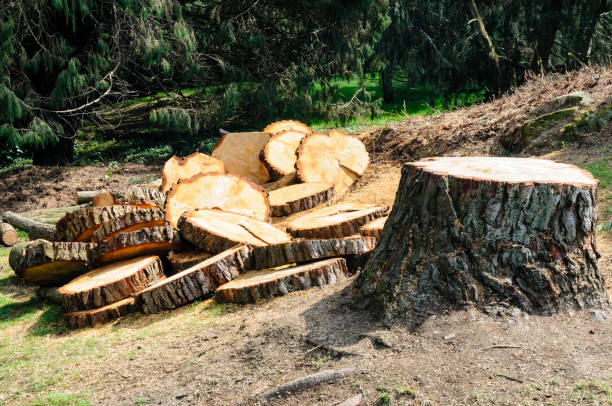 Best Tree Preservation Services  in Jonesboro, AR